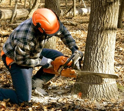 Tree Removal in Jackson, AL